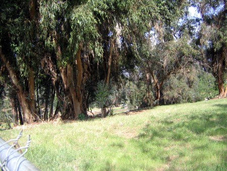 eucalyptus.jpg