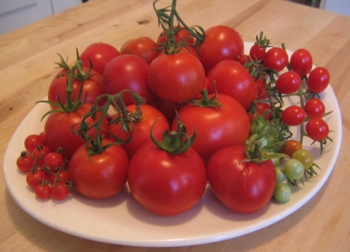 tomatoes21.jpg
