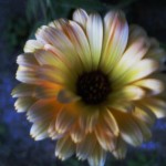 calendula